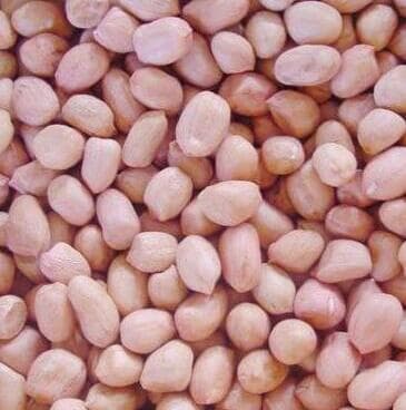 raw peanut kernel high oil content